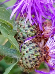 Centaurea phrygia, photograph author not stated, no rights reserved