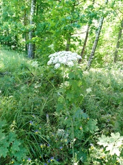 Silphiodaucus prutenicus, photograph author not stated, no rights reserved