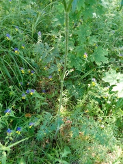 Silphiodaucus prutenicus, photograph author not stated, no rights reserved