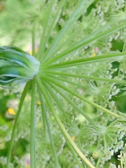 Silphiodaucus prutenicus, photograph author not stated, no rights reserved