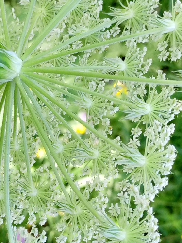 Silphiodaucus prutenicus, photograph 5