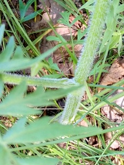 Silphiodaucus prutenicus