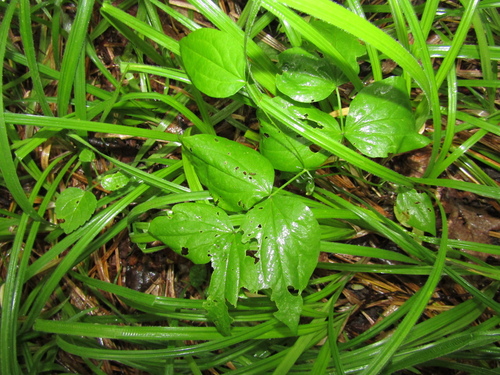 Lathyrus vernus, photograph 3