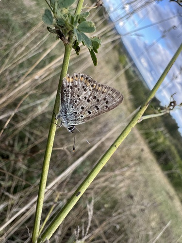 Sooty Copper