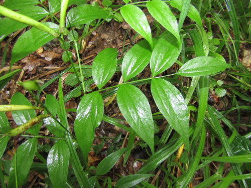 Lathyrus vernus, photograph 6