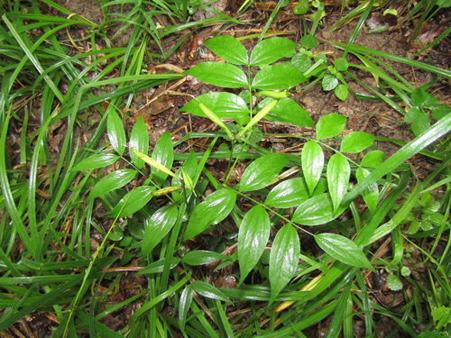 Lathyrus vernus, photograph 5