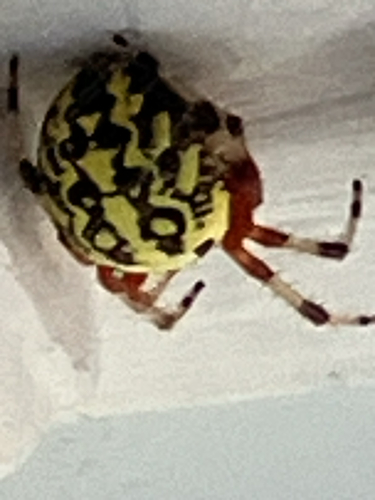 Marbled Orbweaver