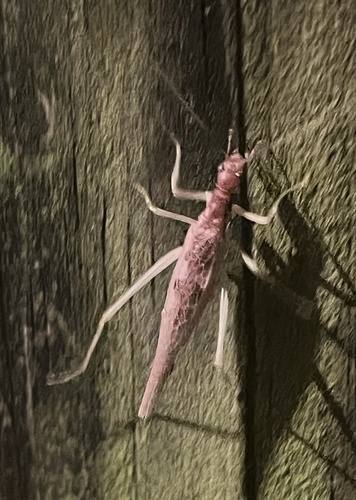 Two-spotted Tree Cricket