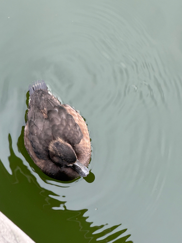 Tufted Duck