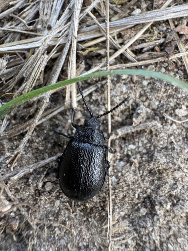 black-punctured leaf beetle