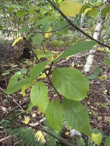 alder buckthorn