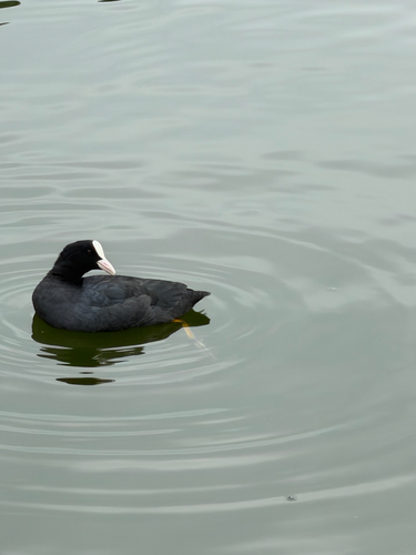 Eurasian Coot