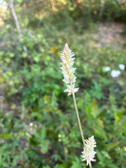 (c) Bitty Reilly, some rights reserved (CC BY) Froelichia floridana, photograph (c) Bitty Reilly, some rights reserved (CC BY)