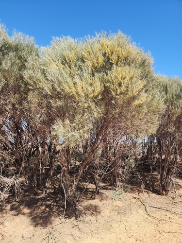 Acacia rigens observed 2026-09-22