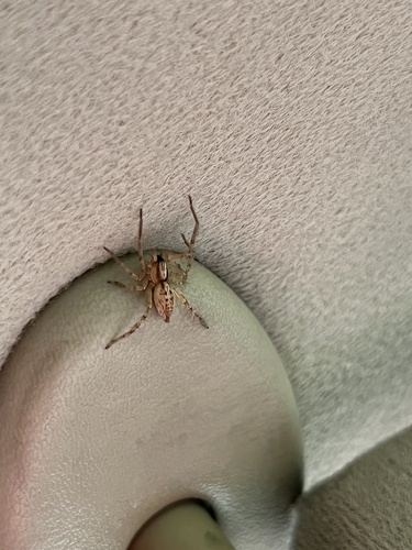 garden ghost spider