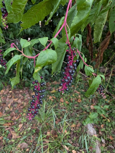 American pokeweed