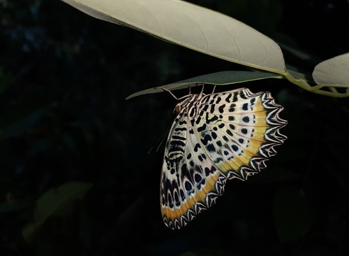 Tamil Lacewing Butterfly