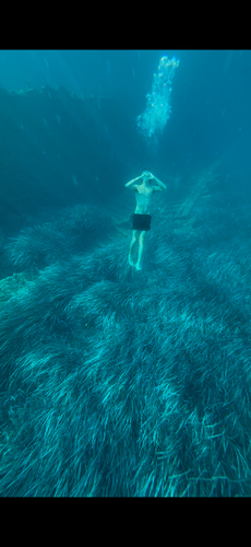 Posidonia oceanica, photograph 4