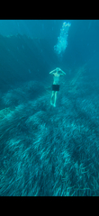 (c) mycoroco, some rights reserved (CC BY) Posidonia oceanica, photograph (c) mycoroco, some rights reserved (CC BY)