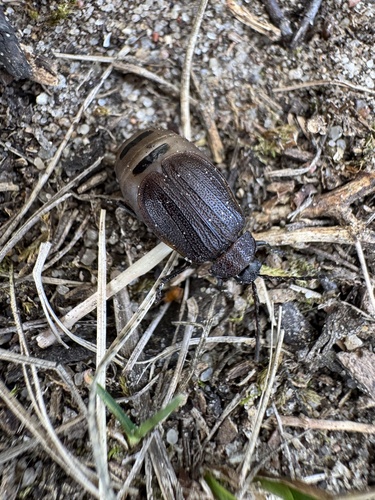 Galeruca pomonae