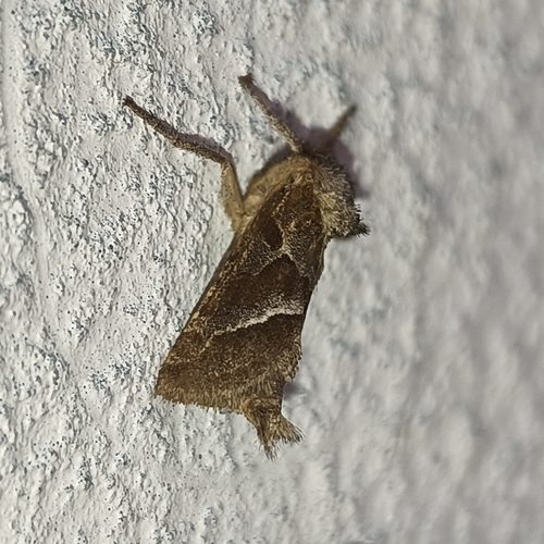 Triodia amasinus