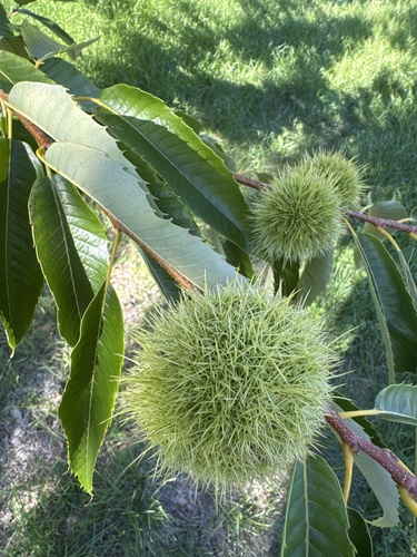 Sweet Chestnut