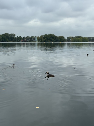 Great Crested Grebe