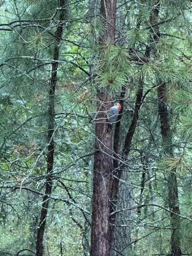 Red-bellied Woodpecker