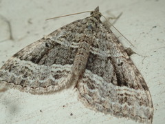Chrysolarentia subrectaria