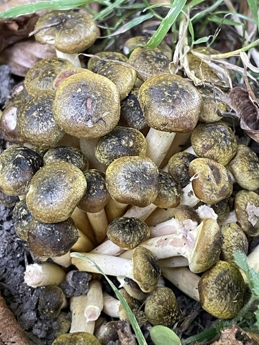 Honey Mushroom