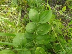 Lathyrus vernus, photograph (c) Мирослав Соболев, some rights reserved (CC BY)