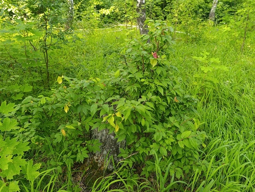 Euonymus verrucosus, photograph 6