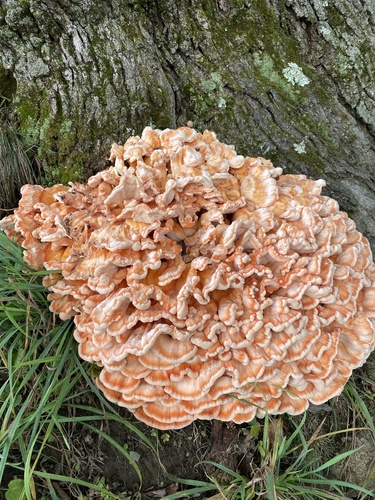 White-pored Chicken of the Woods