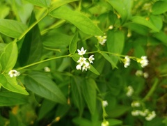 Vincetoxicum hirundinaria