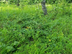 Vincetoxicum hirundinaria, photograph (c) Мирослав Соболев, some rights reserved (CC BY)