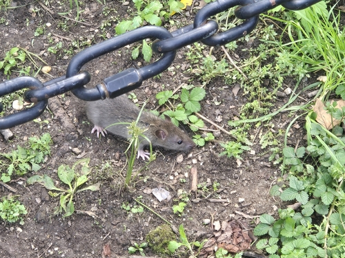 Rat photographed near here on 2026-09-21