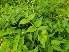 Vincetoxicum hirundinaria, photograph (c) Мирослав Соболев, some rights reserved (CC BY)