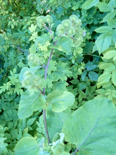 Arctium lappa, photograph 4