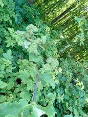 Arctium lappa, photograph author not stated, no rights reserved