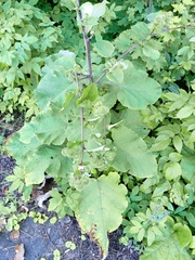Arctium lappa, photograph author not stated, no rights reserved