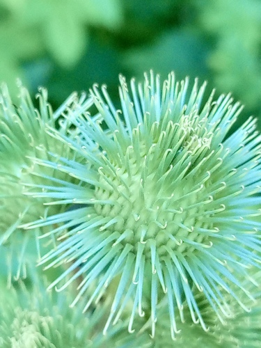 Arctium lappa, photograph 5