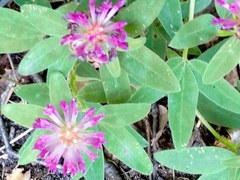 Trifolium medium, photograph author not stated, no rights reserved