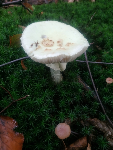 False Death-cap