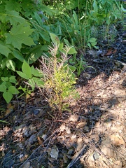 Cardamine impatiens, photograph author not stated, no rights reserved