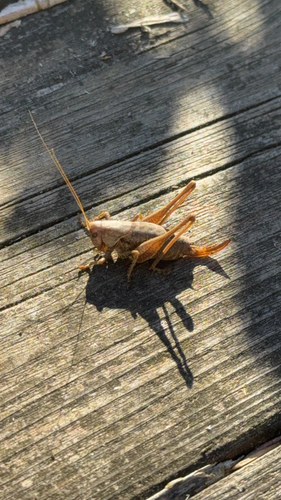 Dark Bush-cricket
