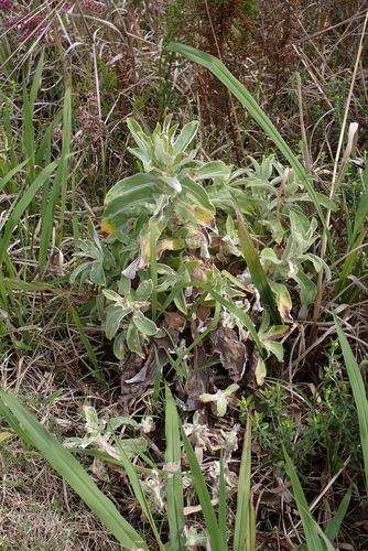 Helichrysum foetidum, photograph 1
