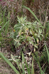 Helichrysum foetidum
