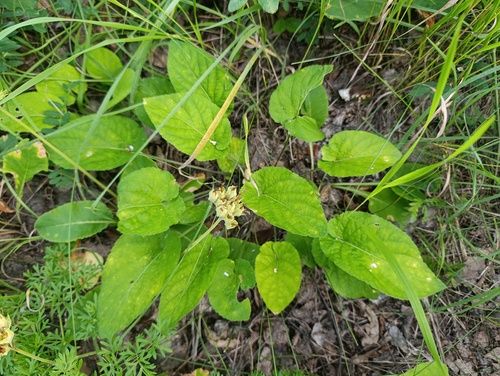Viola hirta