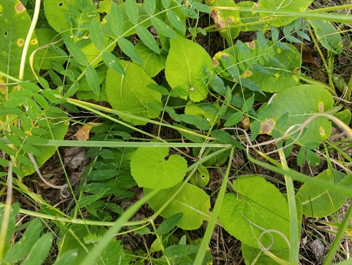 Viola hirta, photograph 2