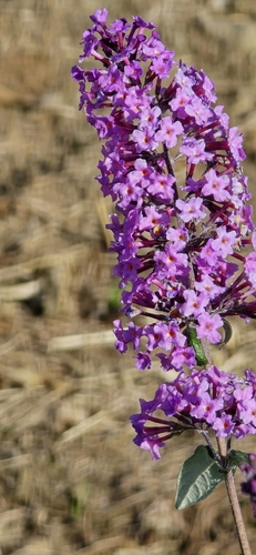 Butterfly bush